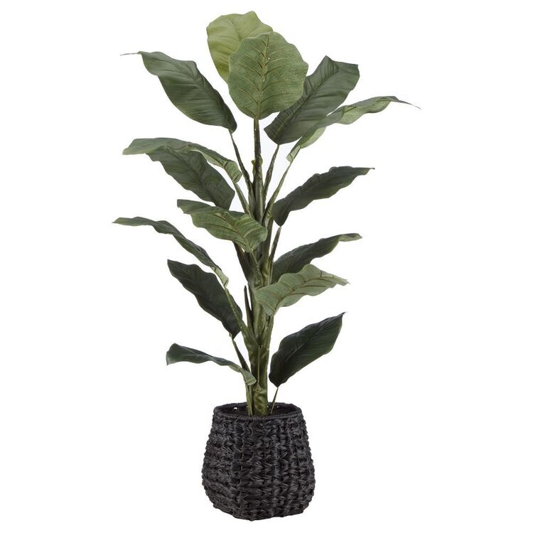 Bouclair Malibu Ficus Plant with Rattan Base