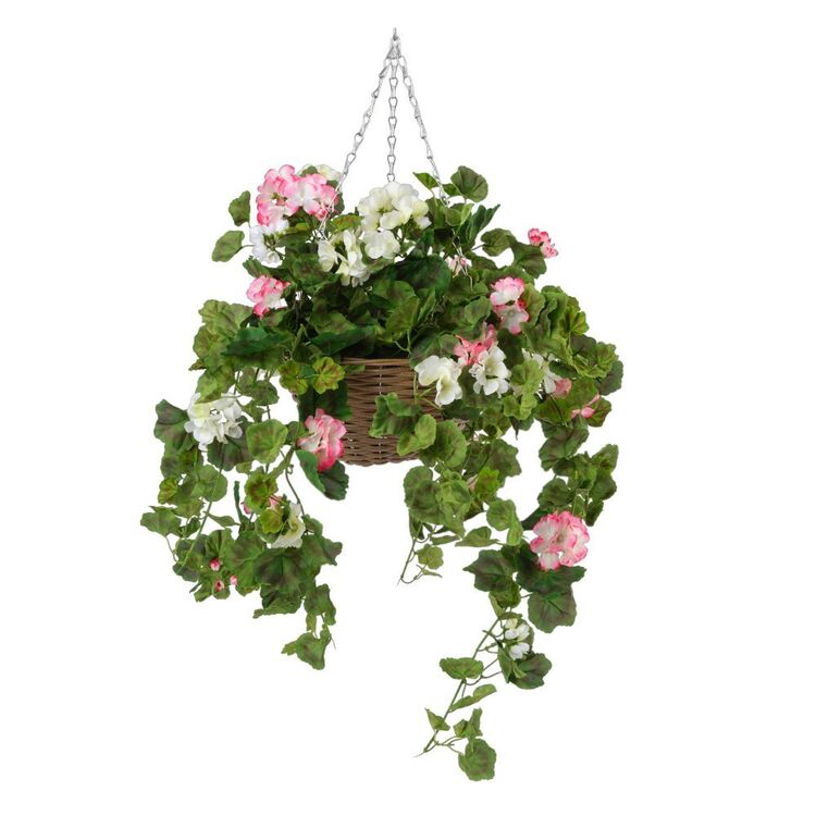 Botanica Geranium In Hanging Basket
