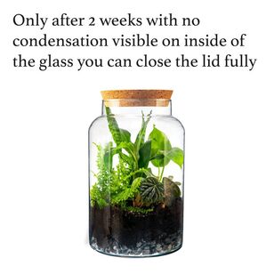 Terrarium Small Bottle With Lid Clear