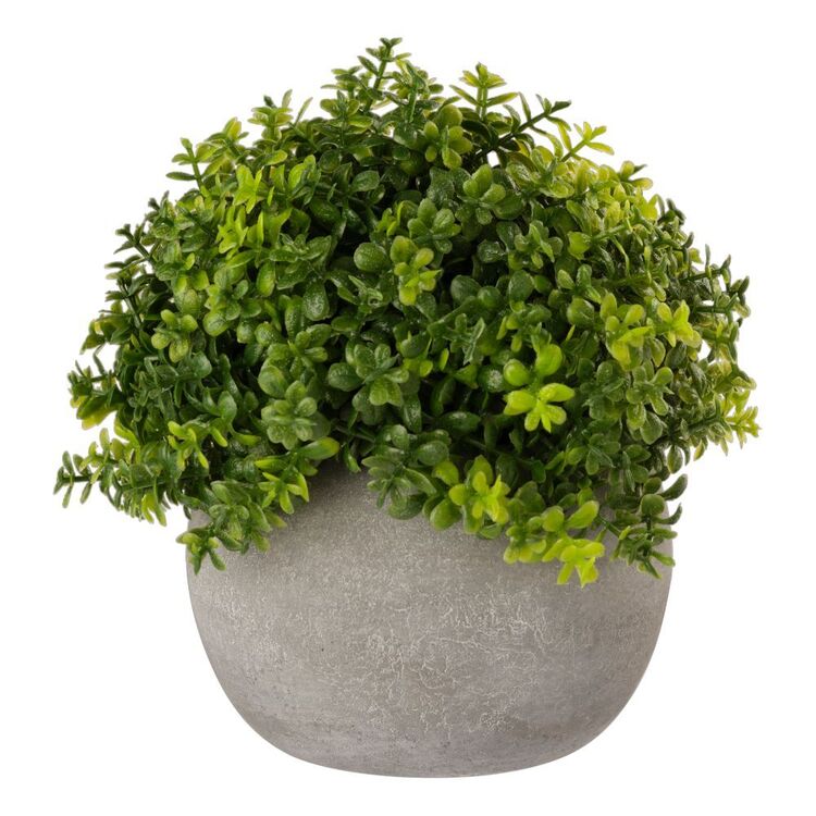 KOO Small Potted Hedge #4 Green 11.5 x 11.5 cm