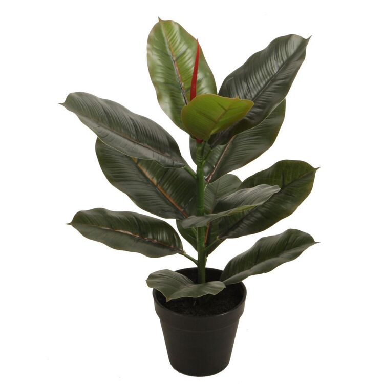45 cm Premium Ficus