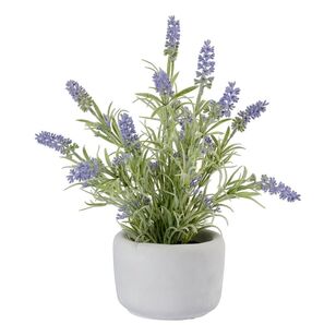 KOO Lavender In Cement Pot Lilac 32 x 36 cm