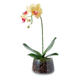 Rogue Phalaenopsis Plant Yellow & Glass 24 x 24 x 45 cm