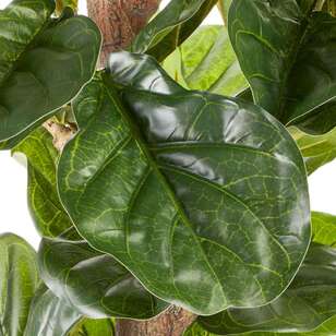 Cooper & Co Premium 190 cm Fiddle Leaf Plant Green 190 cm