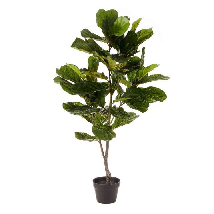 Cooper & Co Premium 120 cm Fiddle Leaf Plant