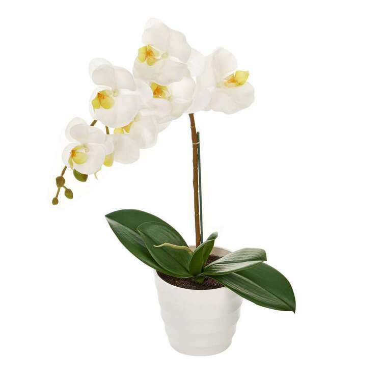 Cooper & Co 50 cm Single Orchid Plant