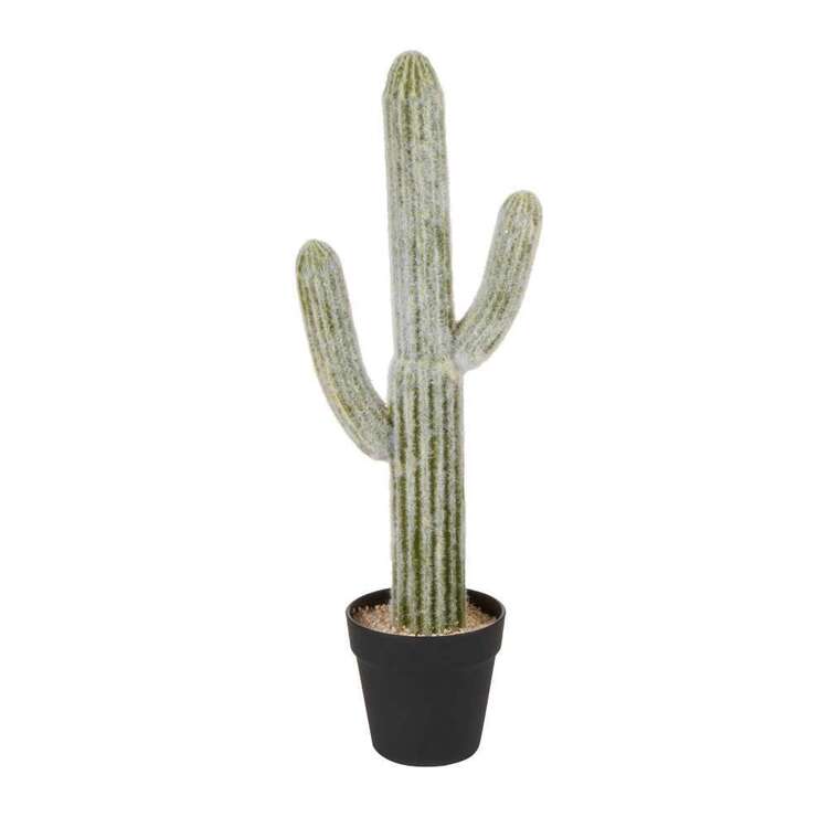 Cooper & Co 61 cm Mexican Cactus In Pot