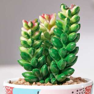Cooper & Co Pop Potted Succulents Set Of 4 Multicoloured