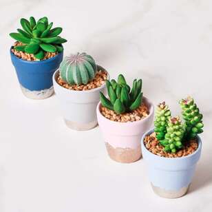 Cooper & Co Ritz Potted Succulents Set Of 4 Multicoloured
