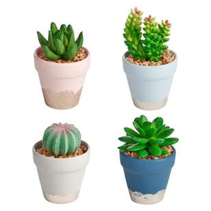 Cooper & Co Ritz Potted Succulents Set Of 4 Multicoloured