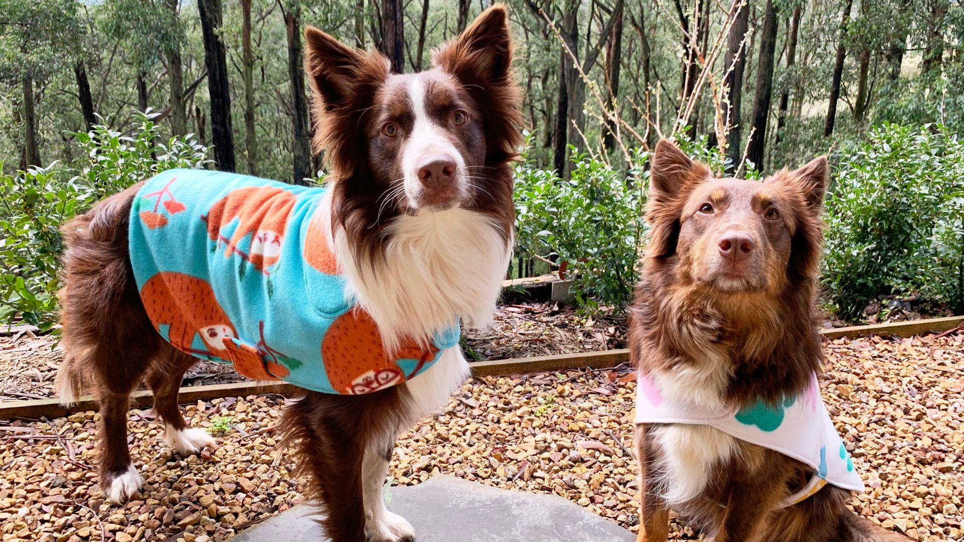 2 Dogs wearing our DIY Fleece Dog Coat Project