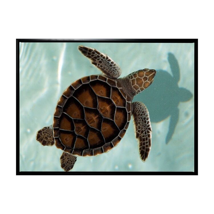 Turtle Shell Frames Arbour Studio Turtle Shell Art Frame Canvas Black Frame | Spotlight ...