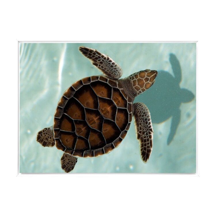 Turtle Shell Color Framws Arbour Studio Turtle Shell Art Frame Canvas White Frame 105 x 140 cm