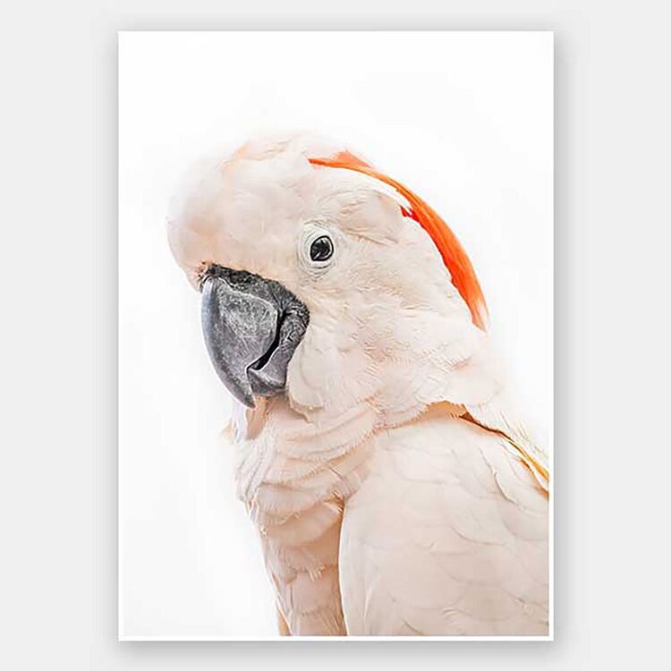 Arbour Studio Parrot Portrait Print Unframed A2
