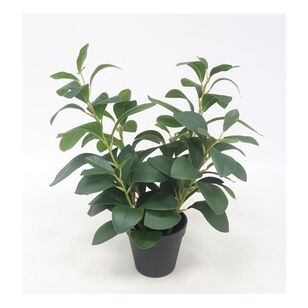50 cm Potted Peperomia Green 50 cm
