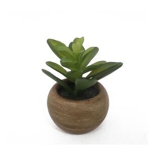 Mini Succulents In Palm Bowl 5 Green 5 x 12 cm