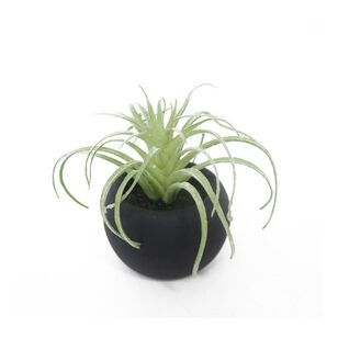 Succulent In Black Pot 6 Green 5 x 12 cm