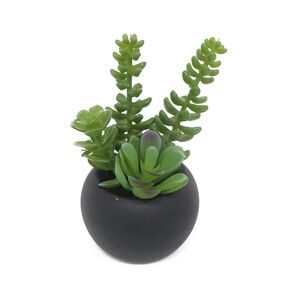 Succulent In Black Pot 3 Green 5 x 12 cm