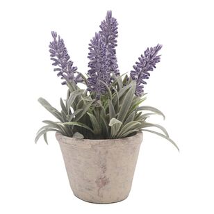Lavender In Cement Pot Purple 18.5 cm