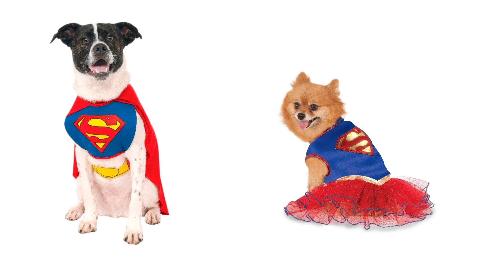10 Pet Halloween Costumes For Your Paranormal Pooch