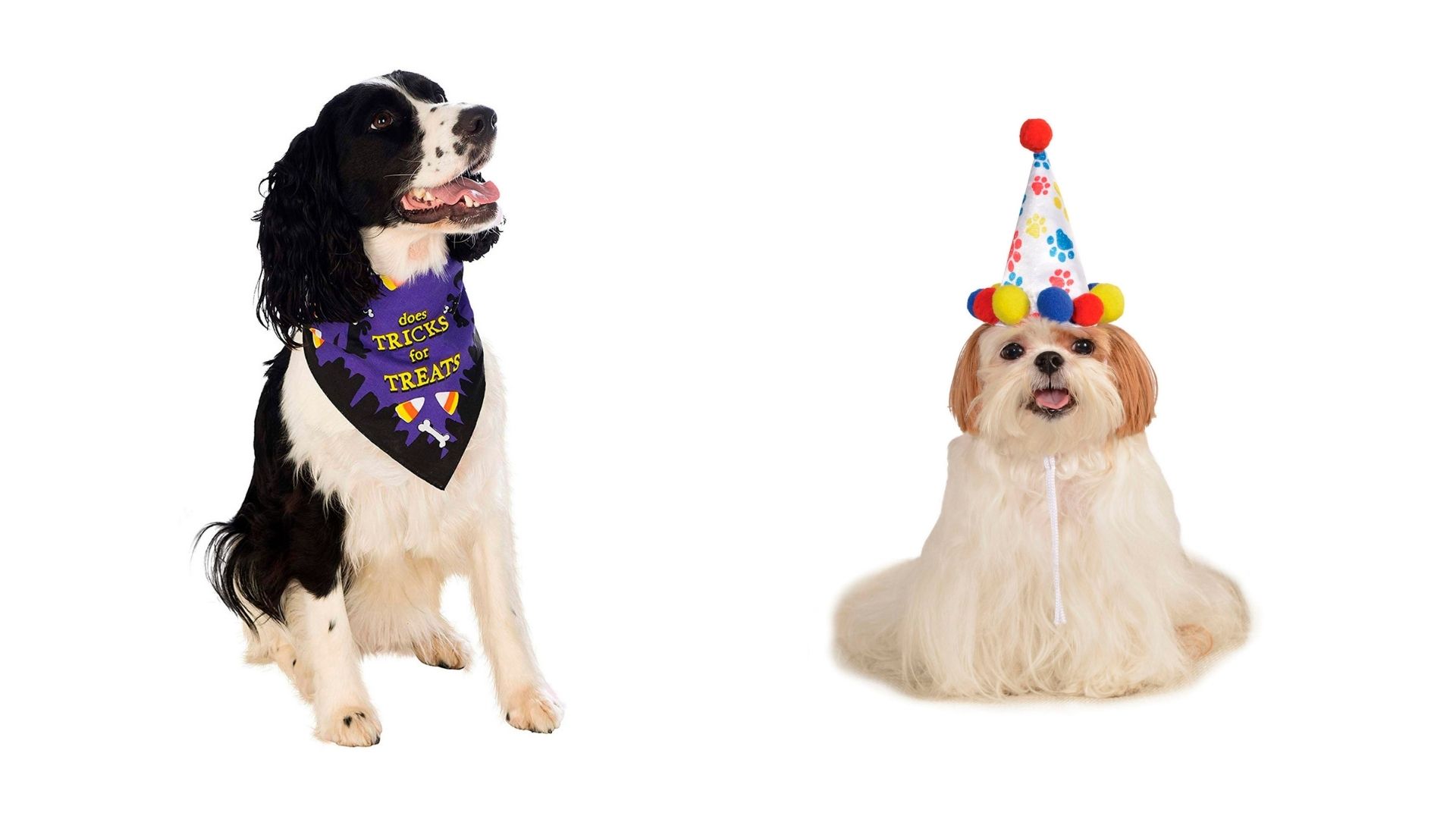 Fun Celebration Outfits & Accessories For Your Pets