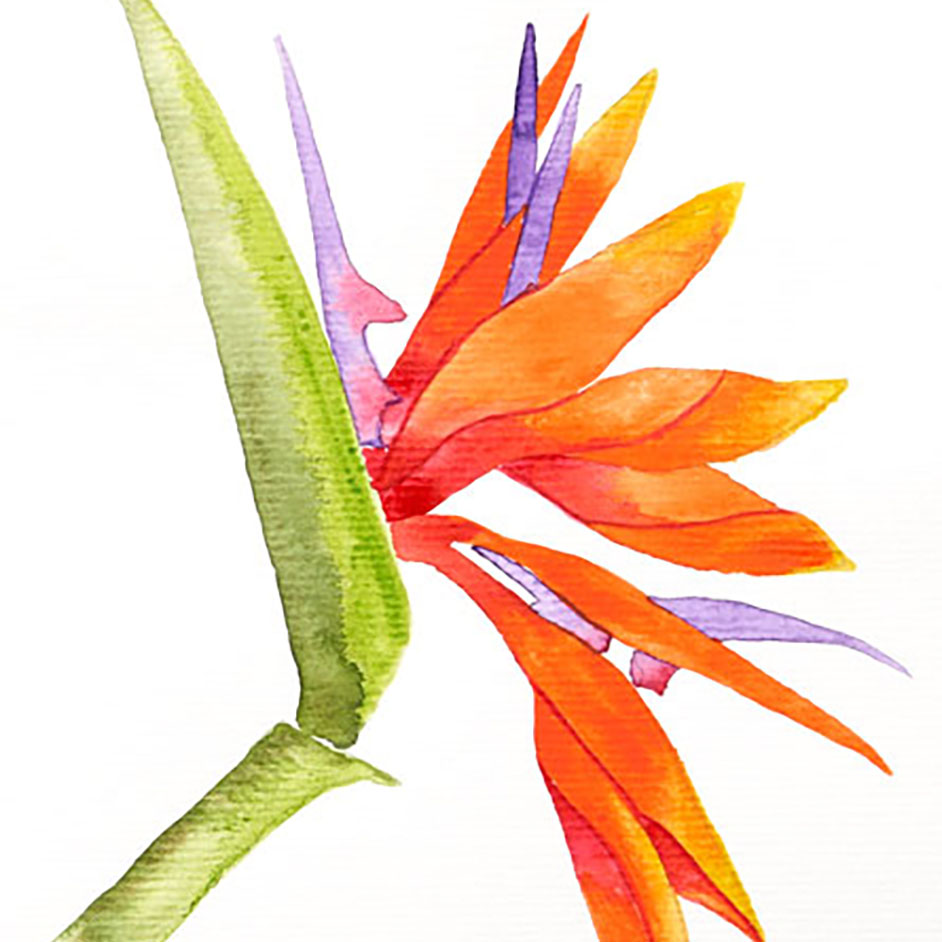 Watercolour Bird Of Paradise Project